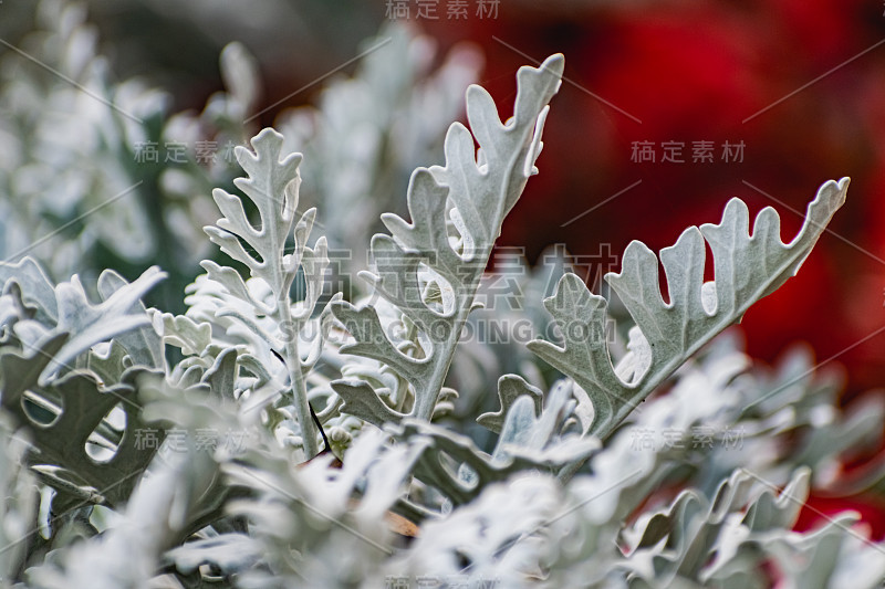 centa尿素cineraria是一个拉丁名，一种奇特的街道植物，科尔切斯特白色花园