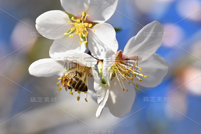 春天的背景。美丽的开花树和一只蜜蜂。花在自然界中。