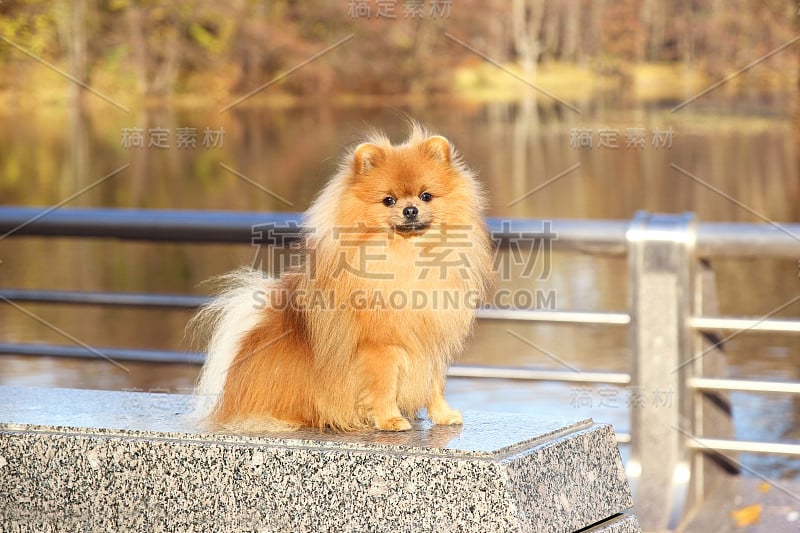 波美拉尼亚的狗。有趣的秋季博美犬。