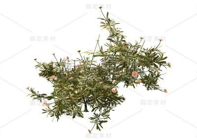 3D插图雏菊花在白色