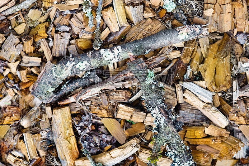 各种各样的木头