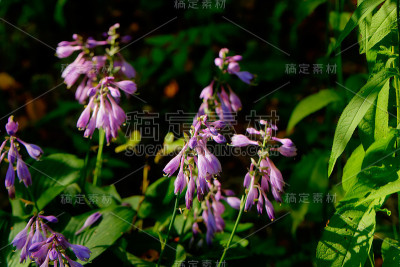 玉簪花。种植花。