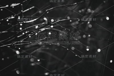 秋雨后的树枝