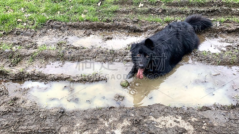 边境牧羊犬的裤子躺在泥里