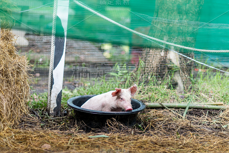 一只小猪在水盆里