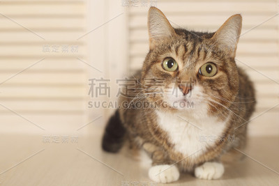 猫躺在木制的背景上