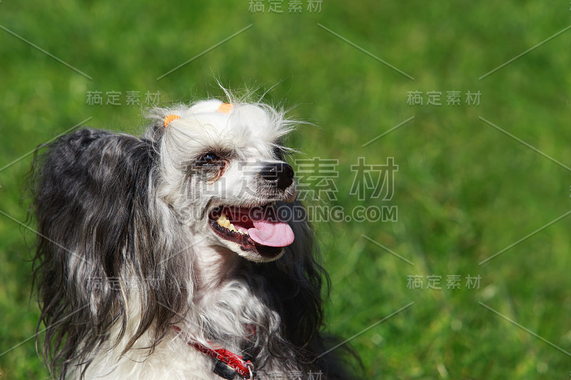 犬种中国冠毛犬