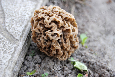 羊肚菌耐蘑菇