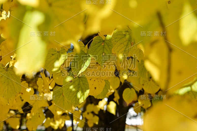 秋天。绿色和黄色的坚果叶子在模糊的前景彩色的黄色树叶在树上。