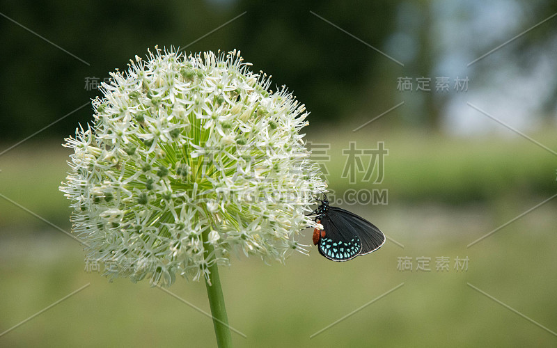 花和蝴蝶