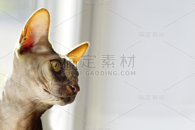 艺术肖像斯芬克斯猫在窗户上