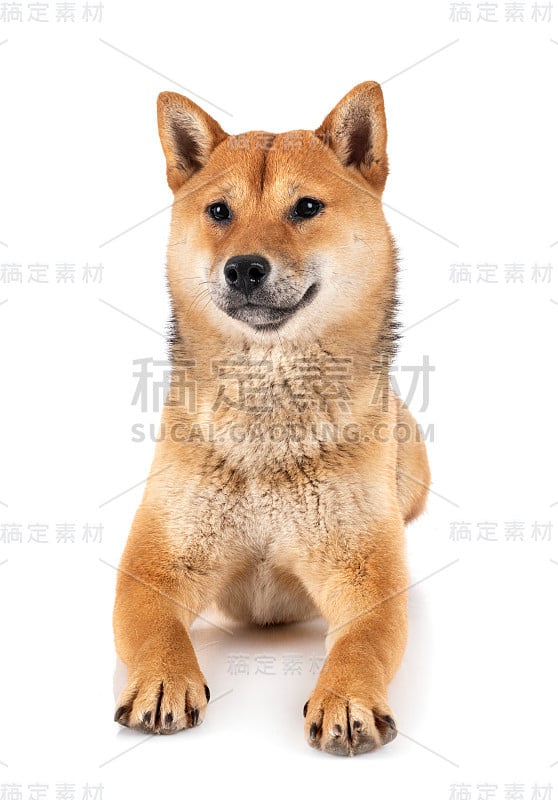 柴犬