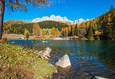 鹅群秋季高山池塘离圣佩莱格里诺山口不远，特伦蒂诺，白云石阿尔卑斯山，意大利。