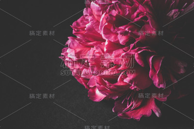 黑色背景上的红色牡丹