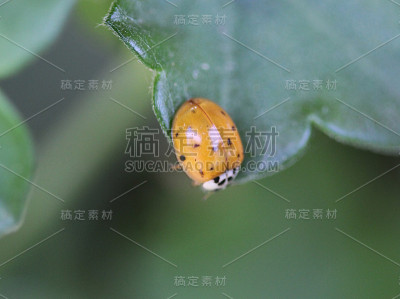 亚洲瓢虫
