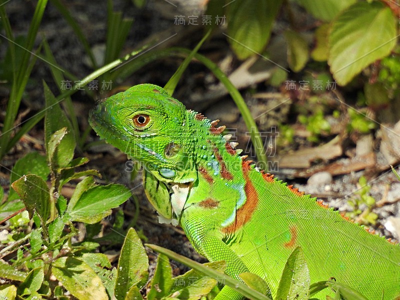 绿鬣蜥(Iguana Iguana) -幼年休息