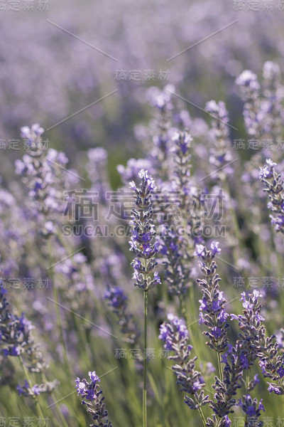 薰衣草花