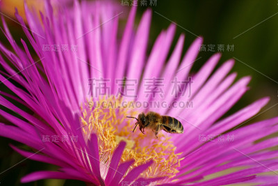 蜜蜂的喂养