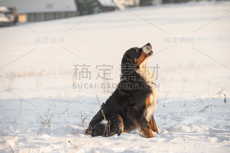 伯尔尼兹山犬