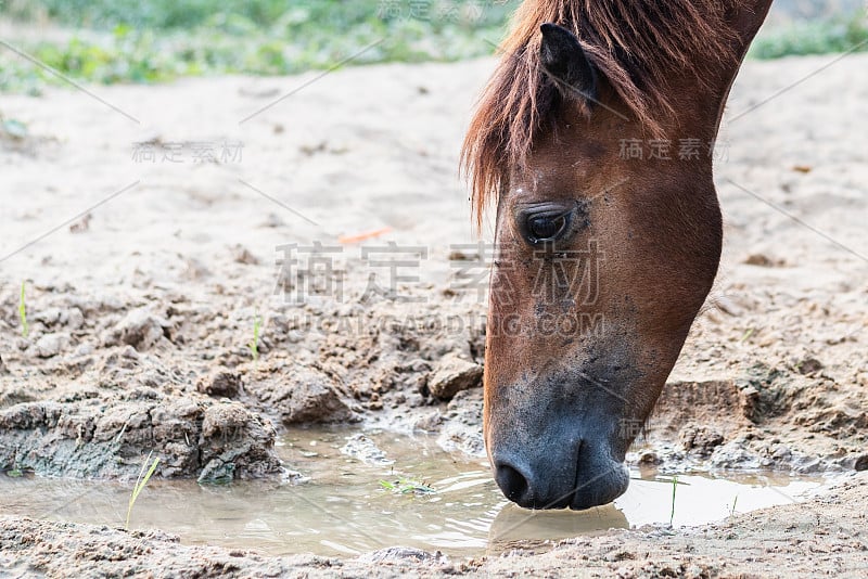 雨后阳光明媚的日子里，棕色的马在沙子里喝水