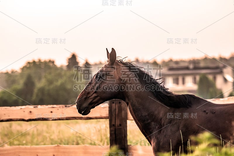 日出时草原上疾驰的骏马