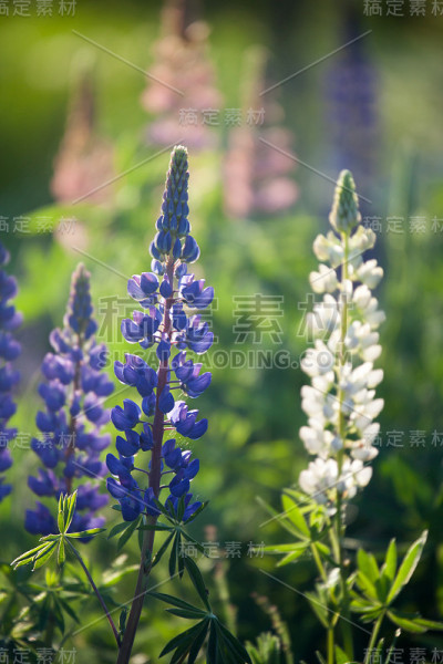 羽扇豆
