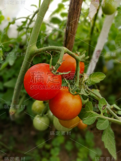 温室自然耕种。种植西红柿