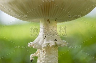 阿玛尼塔维塔迪尼蘑菇