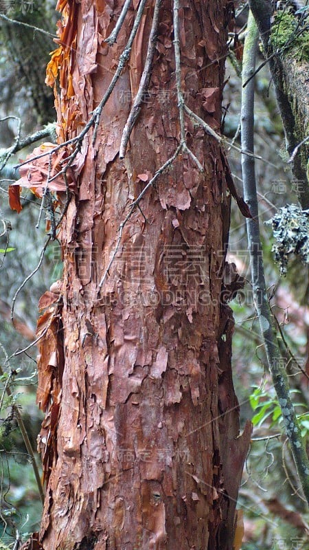 纸树的树干