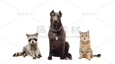 狗，猫和浣熊坐在一起