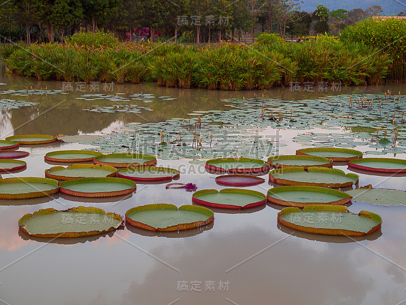 维多利亚亚马逊鱼在池塘里。