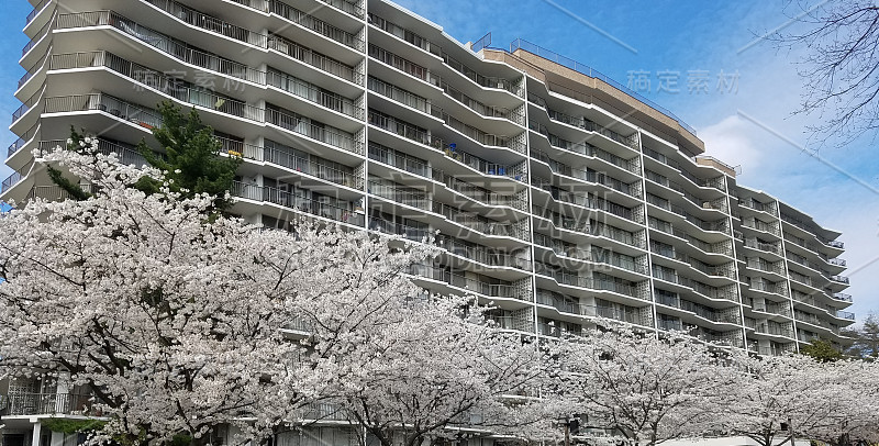 一幢多层建筑前盛开的樱桃树