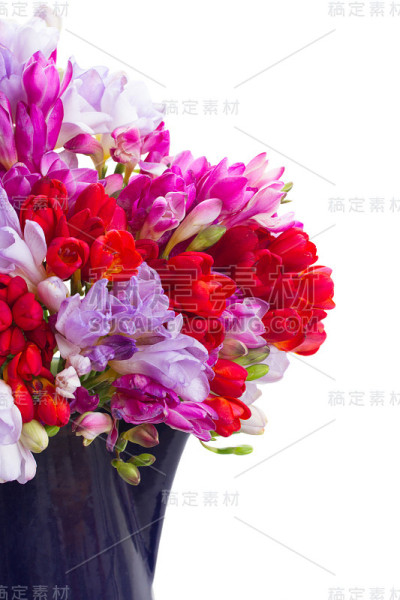 小苍兰的花