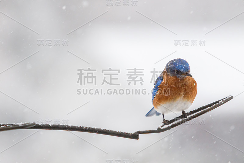 东方蓝知更鸟