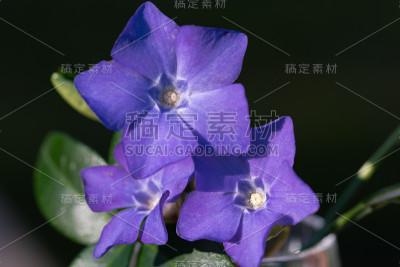 紫蓝色长春花植物花宏。