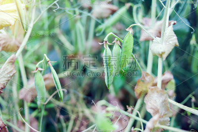 田里的豌豆种植园
