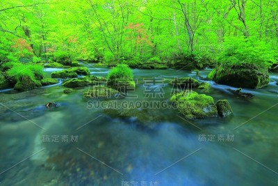 青森鲜绿的江濑山溪