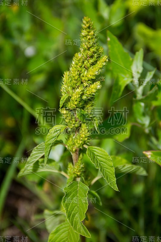 杂草和药用植物反枝苋