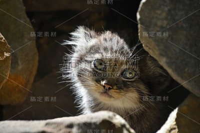 近距离肖像manul小猫