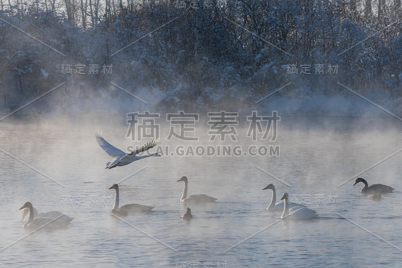 美丽的白色鸣叫天鹅