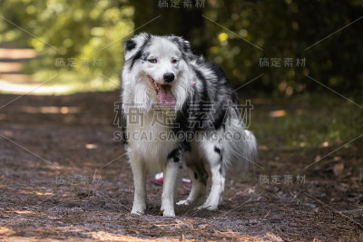 美丽而快乐的澳大利亚牧羊人在森林小径上的特写