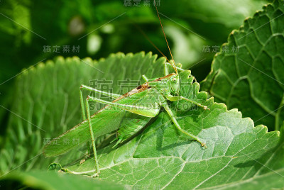 绿叶上的蚱蜢