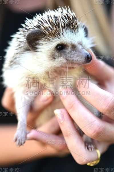 刺猬