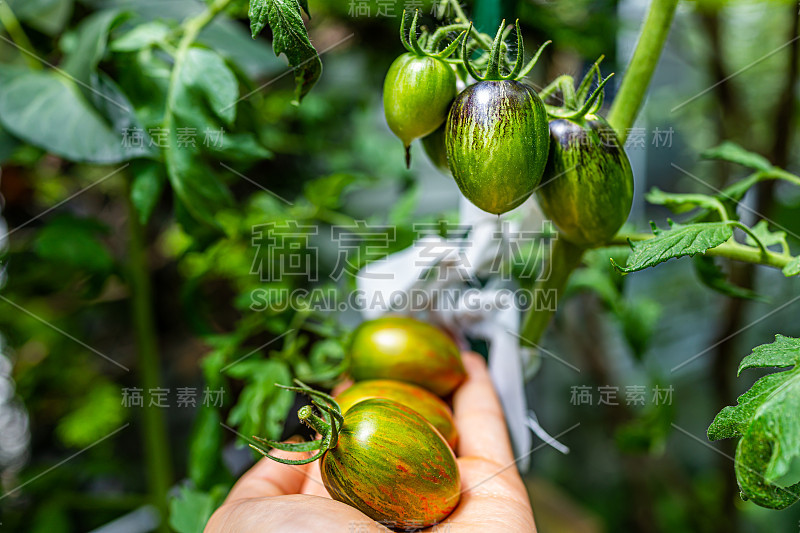 绿色小葡萄品种西红柿簇组悬挂生长在植物藤蔓上，在花园里的宏观特写纹理视图与橙红色成熟的果实在手掌