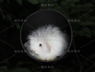 在黑色背景上孤立的白兔