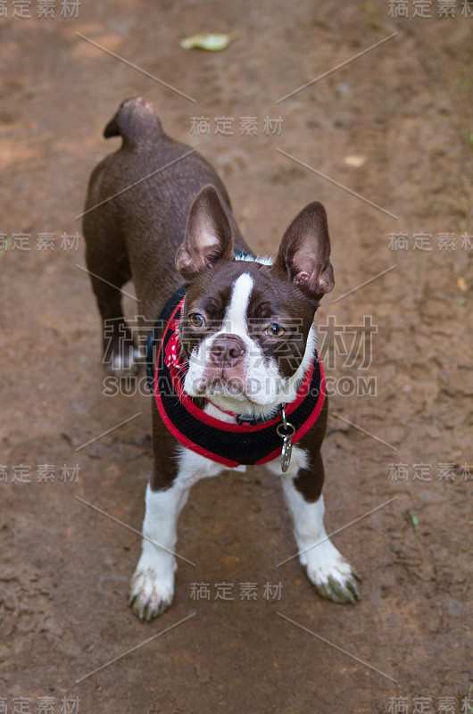 波士顿梗犬