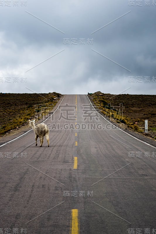 科尔卡峡谷:无名小路旁的羊驼和大羊驼