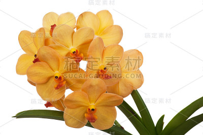 兰花vandanda的亮黄色花