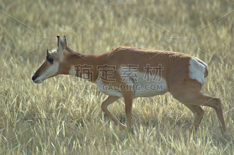 叉角羚能源部