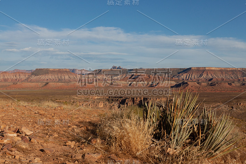 在一个柔和的蓝色天空下的背景峡谷模糊效果，与一个多肉植物聚焦在前景